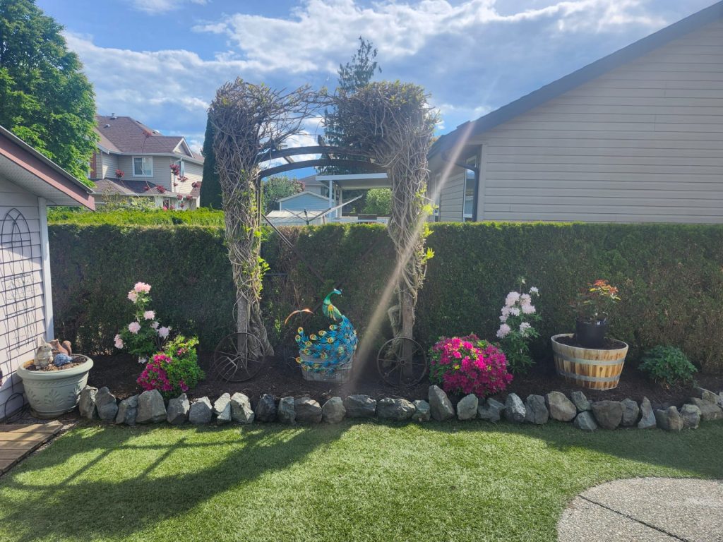 Garden scene with a wooden arched trellis and a colorful decorative peacock sculpture among pink and white flowers, hedge backdrop.